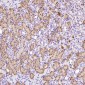 Anti-Glutamine Synthetase GLUL Rabbit Monoclonal Antibody